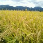 こどしは春の低温ど、大雨どで稲さ影響大きがっども、田んぼが綺麗な黄金色さなって稲刈りでぎるぐなったす。