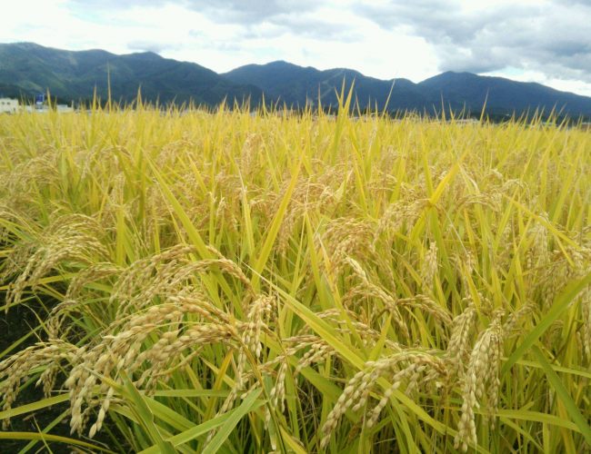 こどしは春の低温ど、大雨どで稲さ影響大きがっども、田んぼが綺麗な黄金色さなって稲刈りでぎるぐなったす。
