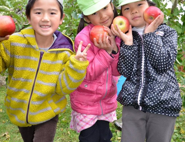 先週末、市内の保育園児どごよばって市役所前さあるりんごのもぎ取りやったす。