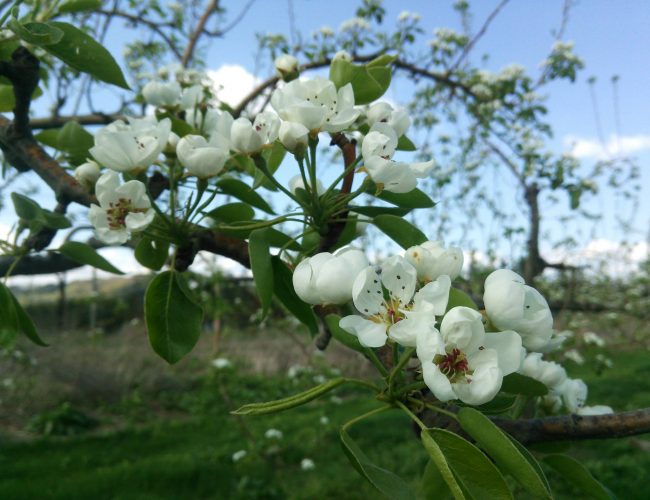 桃の木の隣さ丸くて白い花っこ咲いでら木あったす。