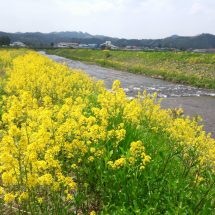 川沿いさ、菜の花咲いでだがら車止めで見に行ったす。