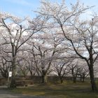 天気いがったがら桜山のさぐら見に行ったす。