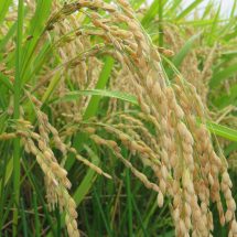 鹿角の米もだいぶいぐなってらす。