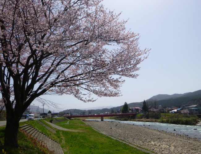 【八幡平アスピーテラインが開通！春の観光シーズンを迎えました！】
