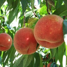 北限の桃(秀果園 5kg)